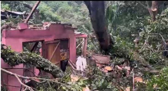 ආපන ශාලාවක් මතට ගසක් කඩා වැටී 7කට තුවාල...